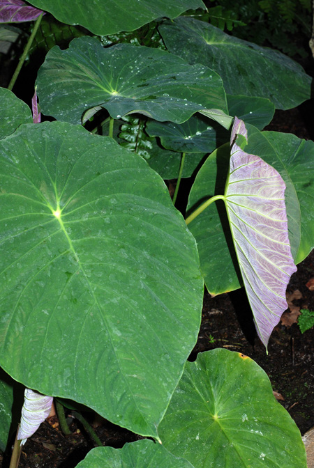 Steudnera colocasiifolia