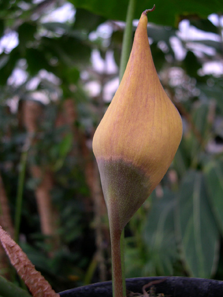 Steudnera colocasiifolia