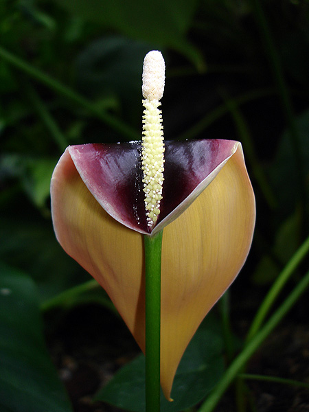 Steudnera colocasiifolia