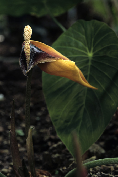Steudnera colocasiifolia