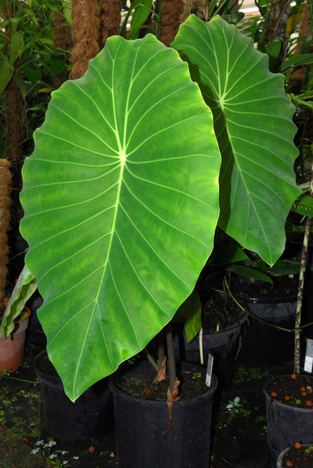 Steudnera colocasioides