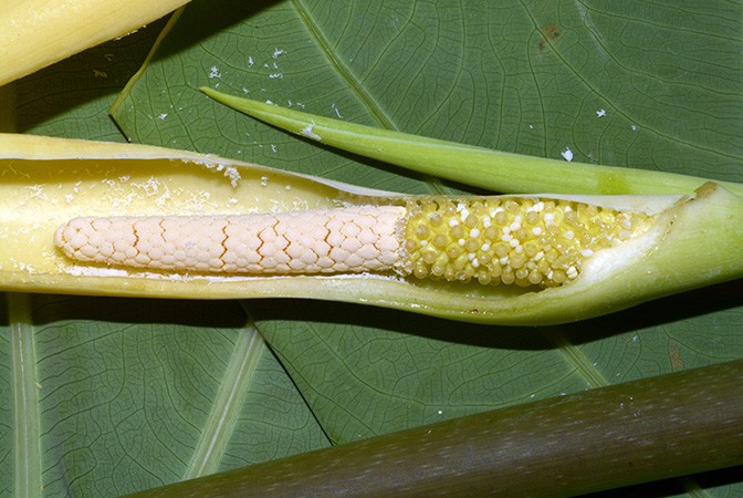 Steudnera colocasioides