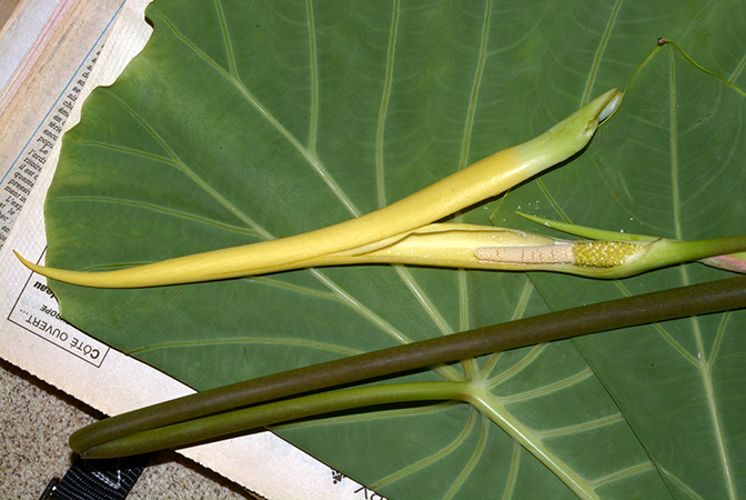 Steudnera colocasioides