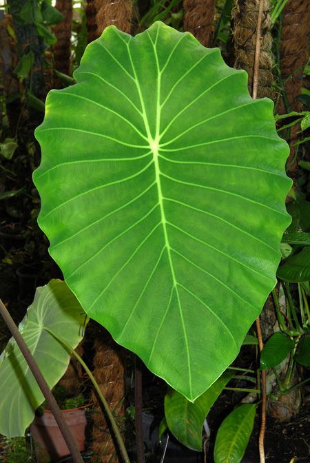 Steudnera colocasioides
