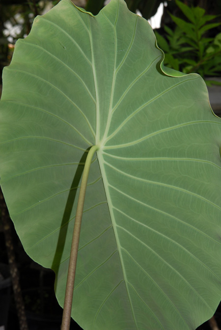 Steudnera colocasioides