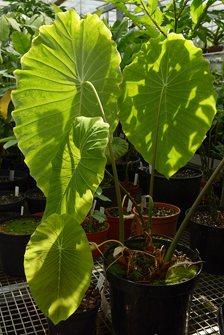Steudnera colocasioides