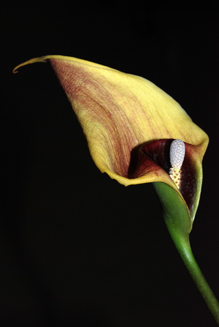 Steudnera discolor