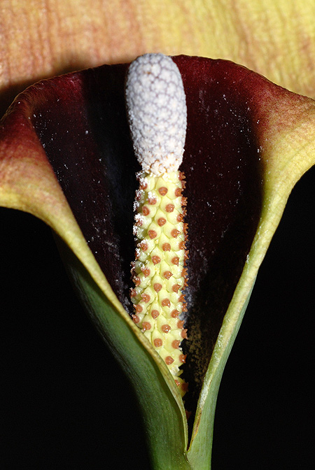 Steudnera discolor