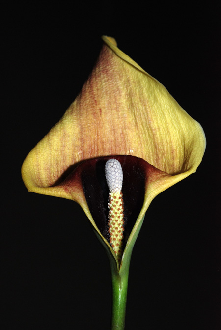 Steudnera discolor