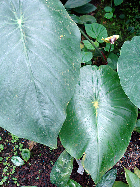 Steudnera discolor