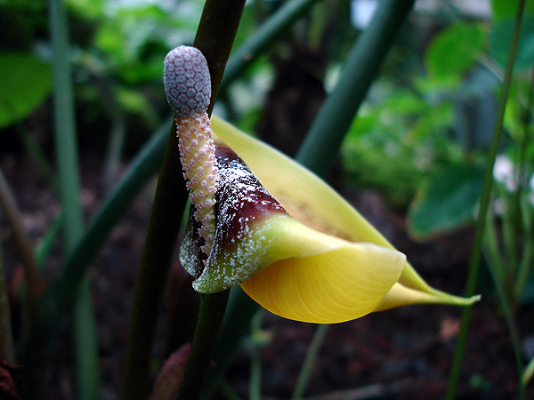 Steudnera discolor
