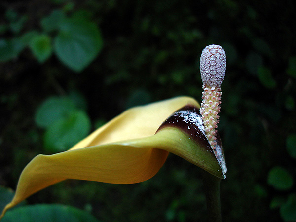 Steudnera discolor