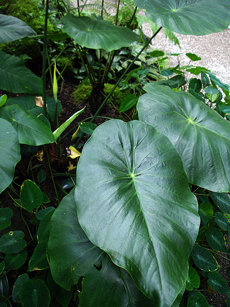 Steudnera discolor