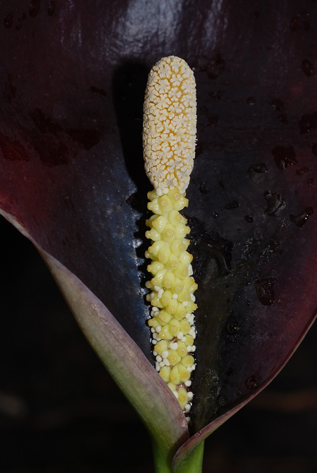 Steudnera kerrii