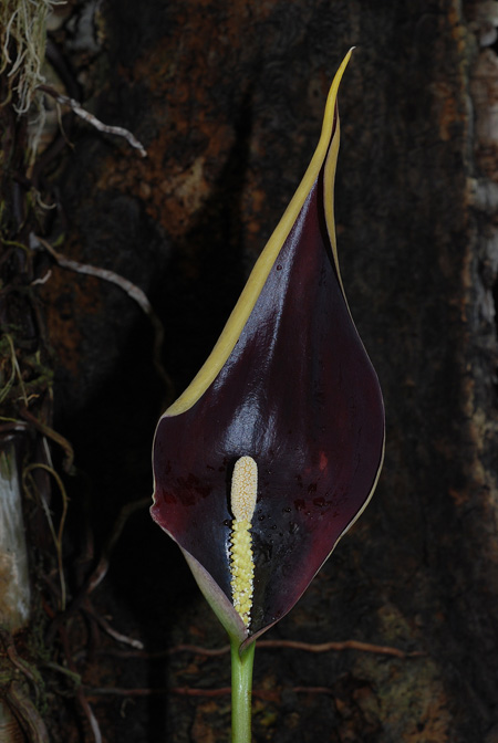 Steudnera kerrii