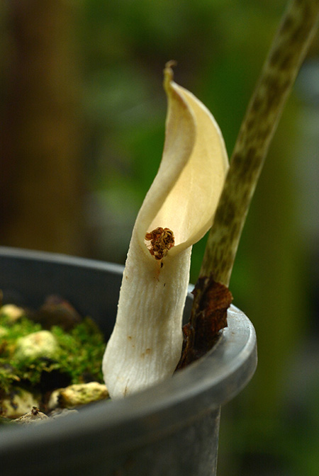 Stylochaeton cordifolius