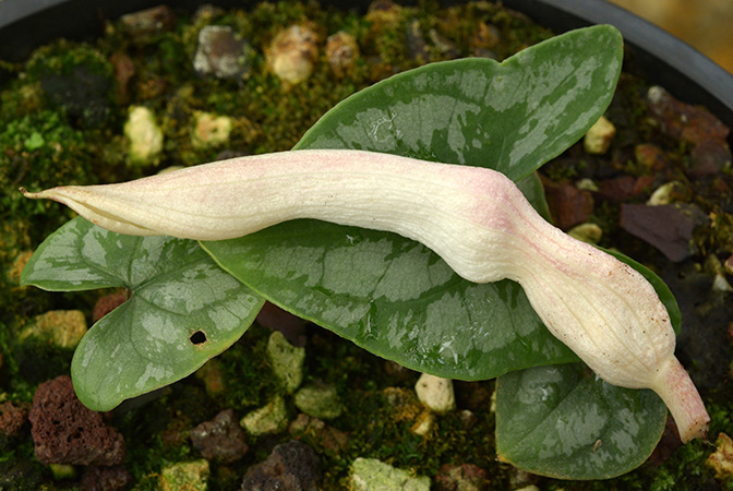Stylochaeton cordifolius