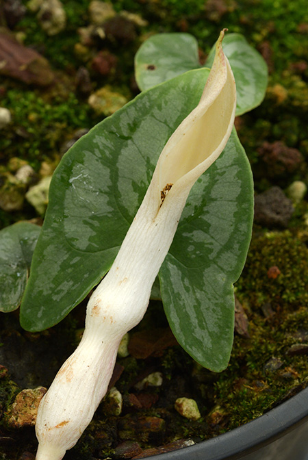 Stylochaeton cordifolius