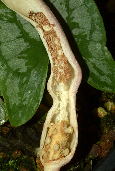 Stylochaeton cordifolius