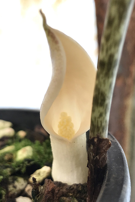 Stylochaeton cordifolius