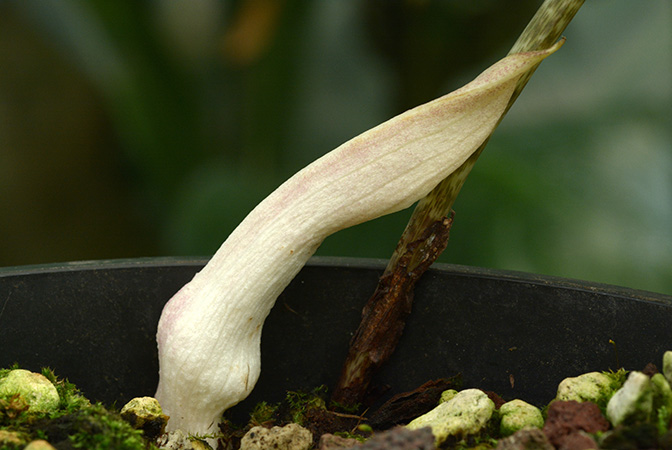 Stylochaeton cordifolius