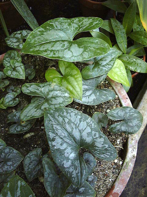 Stylochaeton cordifolius