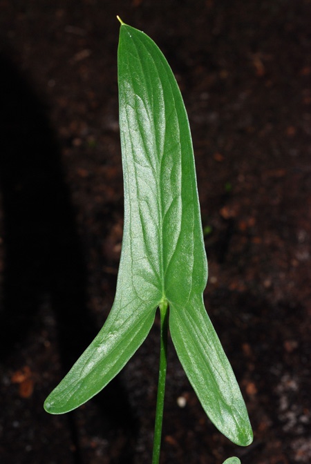 Stylochaeton hypogaeus