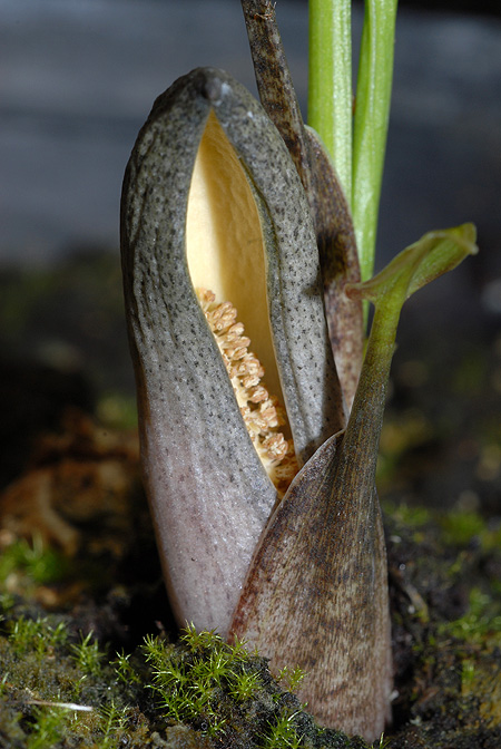 Stylochaeton hypogaeus