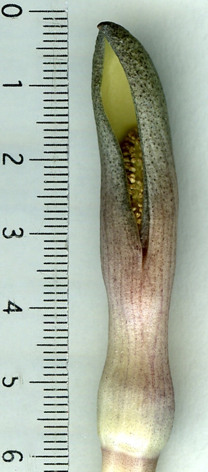 Stylochaeton hypogaeus