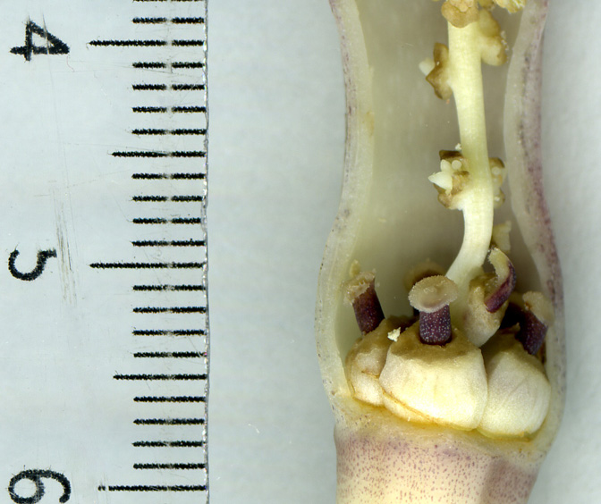 Stylochaeton hypogaeus