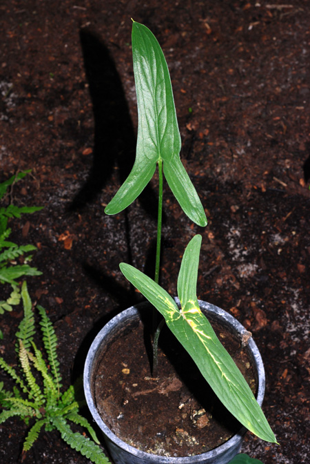 Stylochaeton hypogaeus