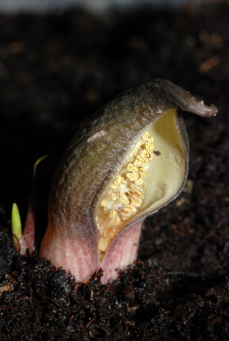Stylochaeton lancifolius
