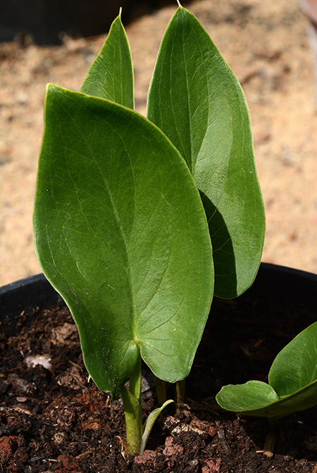 Stylochaeton lancifolius