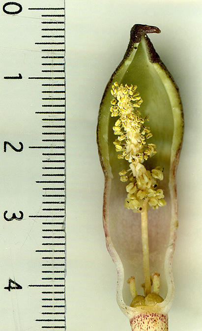 Stylochaeton lancifolius
