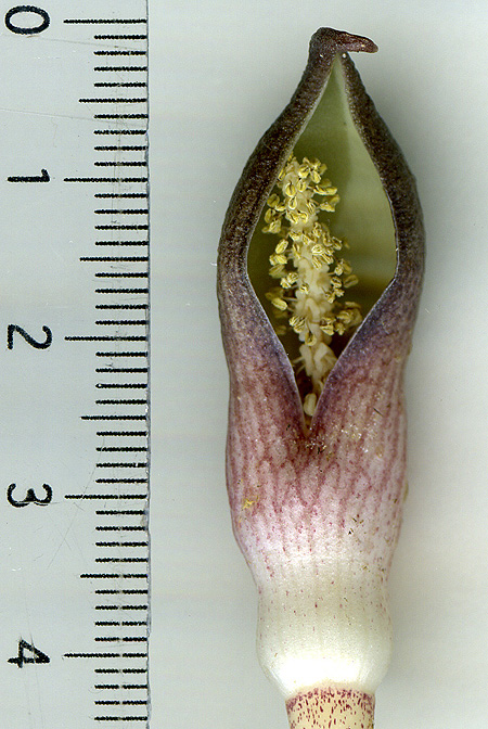 Stylochaeton lancifolius
