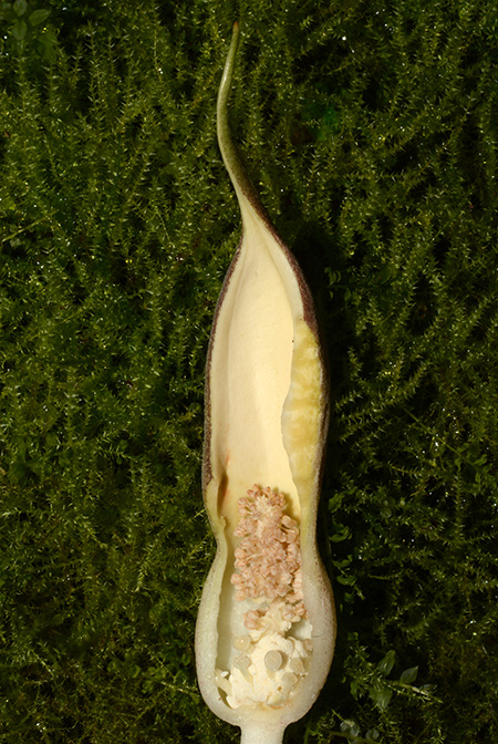 Stylochaeton puberulus