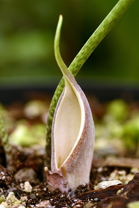 Stylochaeton puberulus