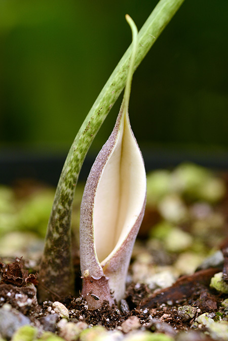 Stylochaeton puberulus