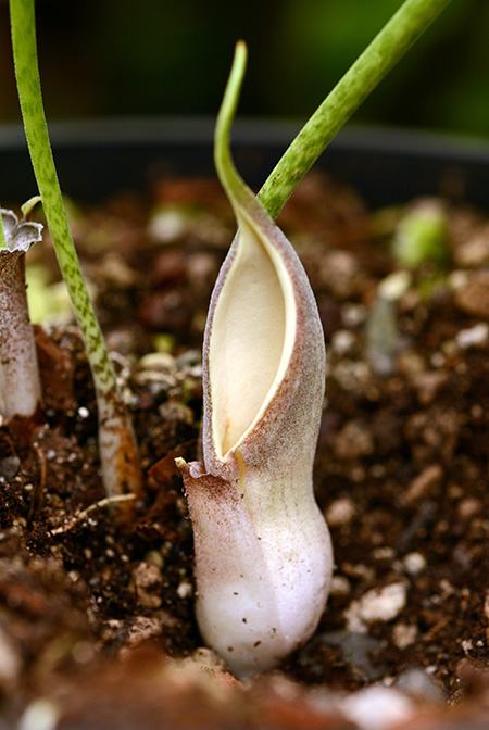 Stylochaeton puberulus
