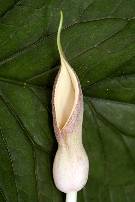 Stylochaeton puberulus
