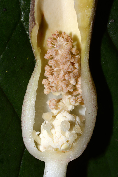 Stylochaeton puberulus