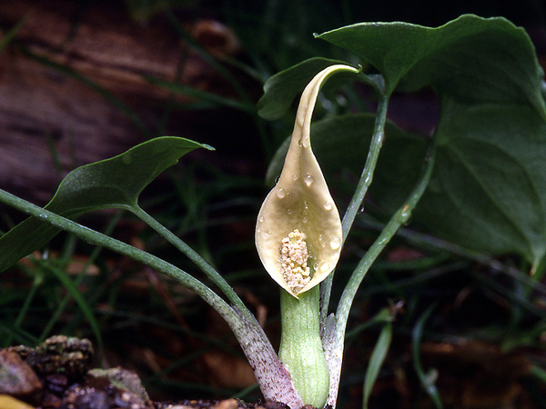 Stylochaeton salaamicus