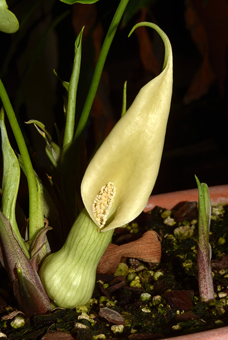 Stylochaeton salaamicus