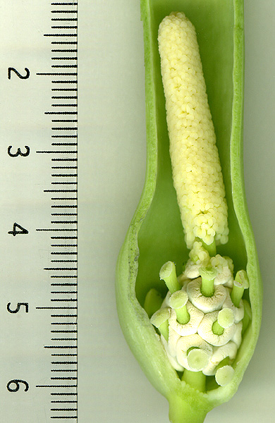 Stylochaeton salaamicus