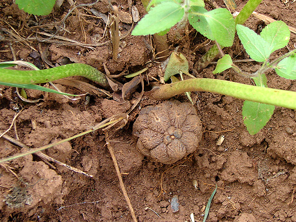 Stylochaeton puberulus
