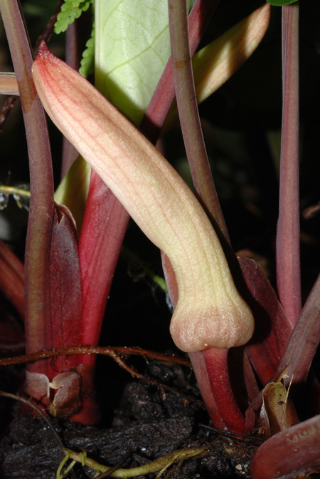 Stylochaeton zenkeri