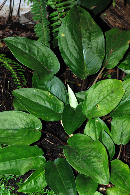 Stylochaeton zenkeri