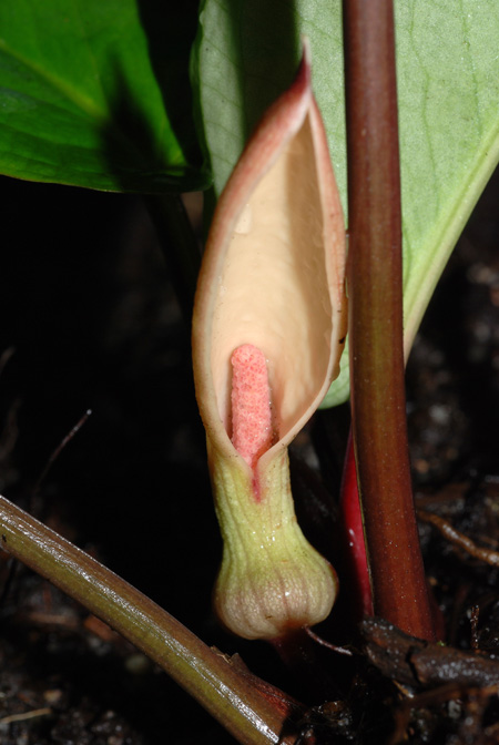 Stylochaeton zenkeri