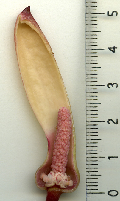 Stylochaeton zenkeri