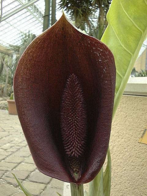 Synandrospadix vermitoxicus